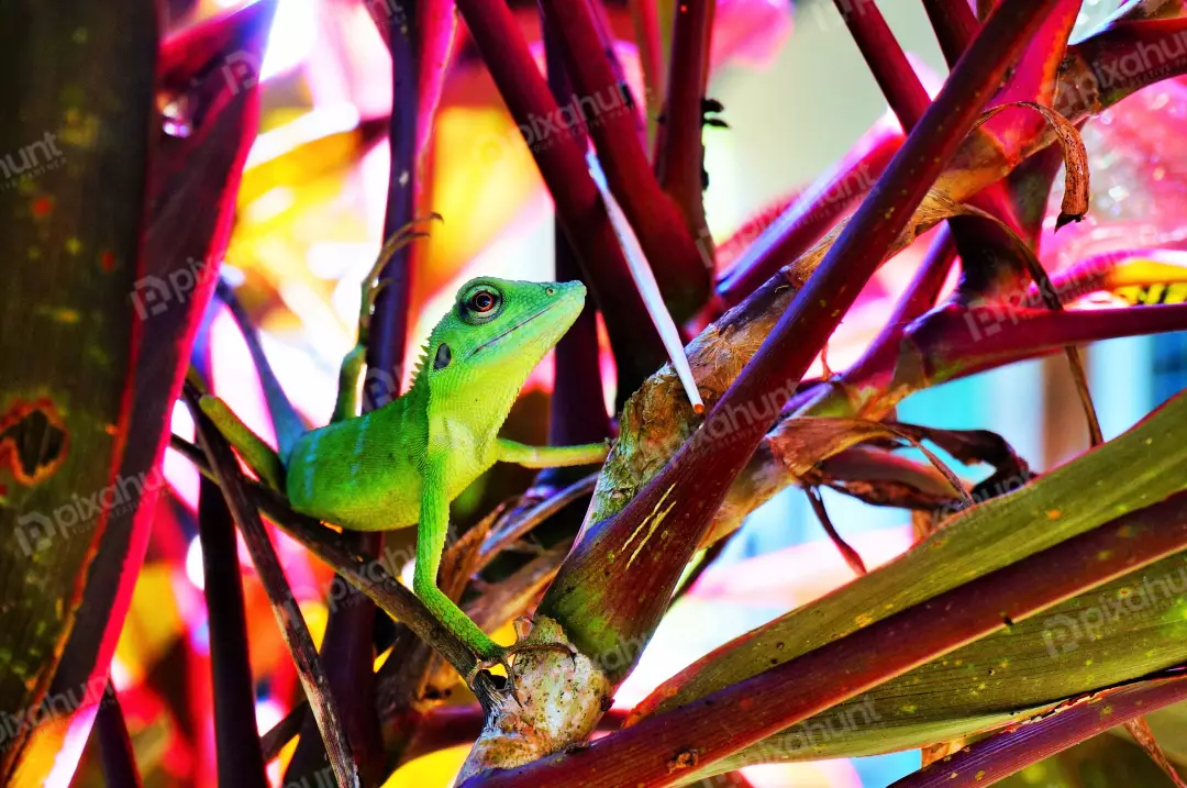 Free Premium Stock Photos Green lizard on branch, green lizard sunbathing on branch