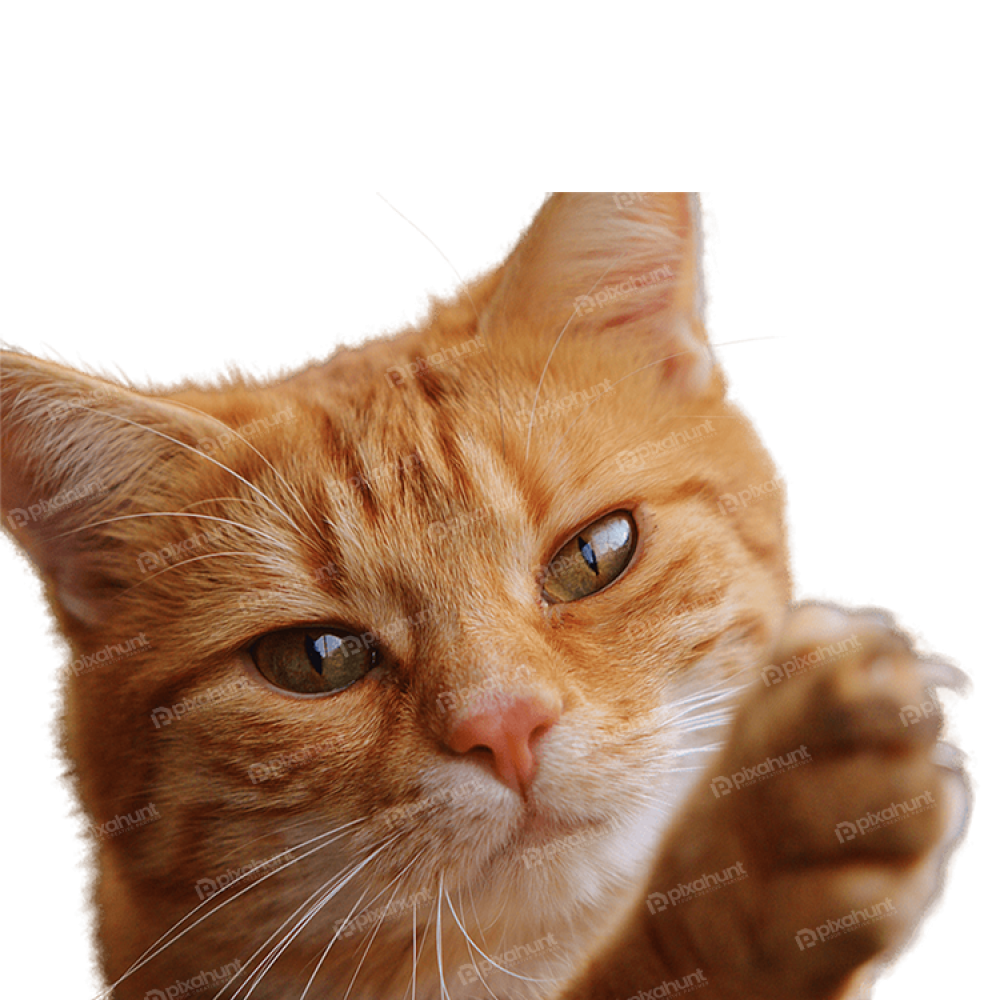 Free Premium PNG Cat Close Up