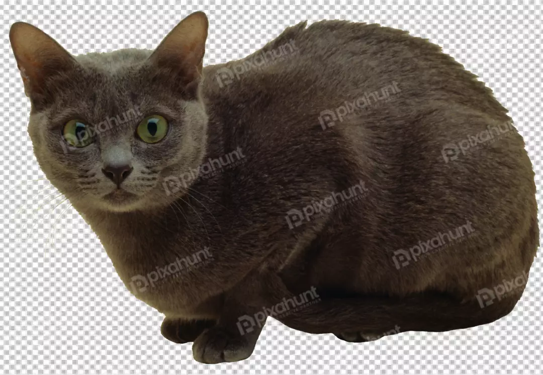 Free Premium PNG  BLACK CAT animal 