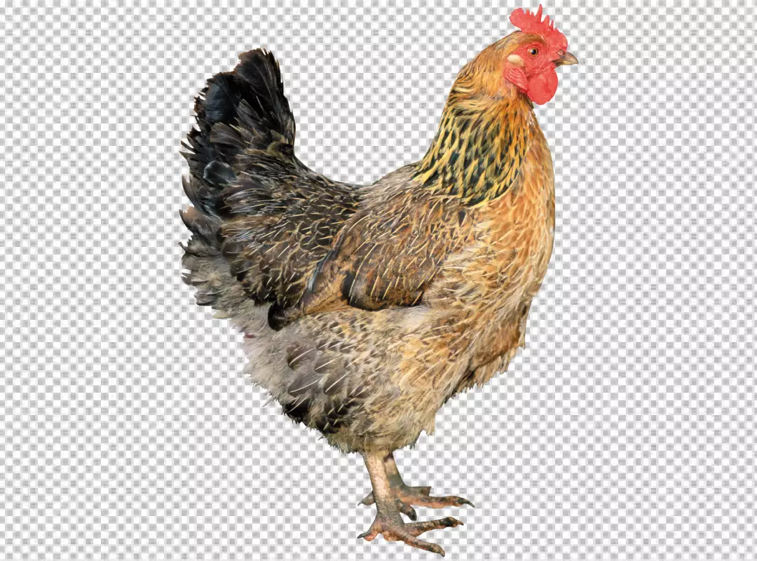 Free Premium PNG Hen on transparent background