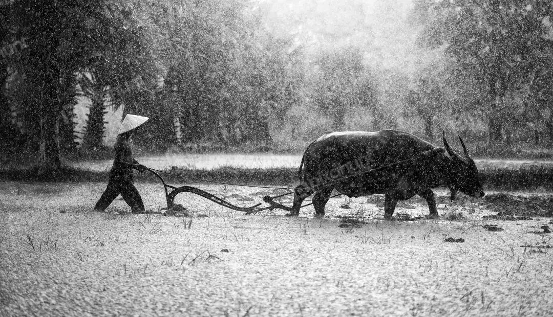 Free Premium Stock Photos A black and white photo of a farmer walking behind a plow pulled by a carabao