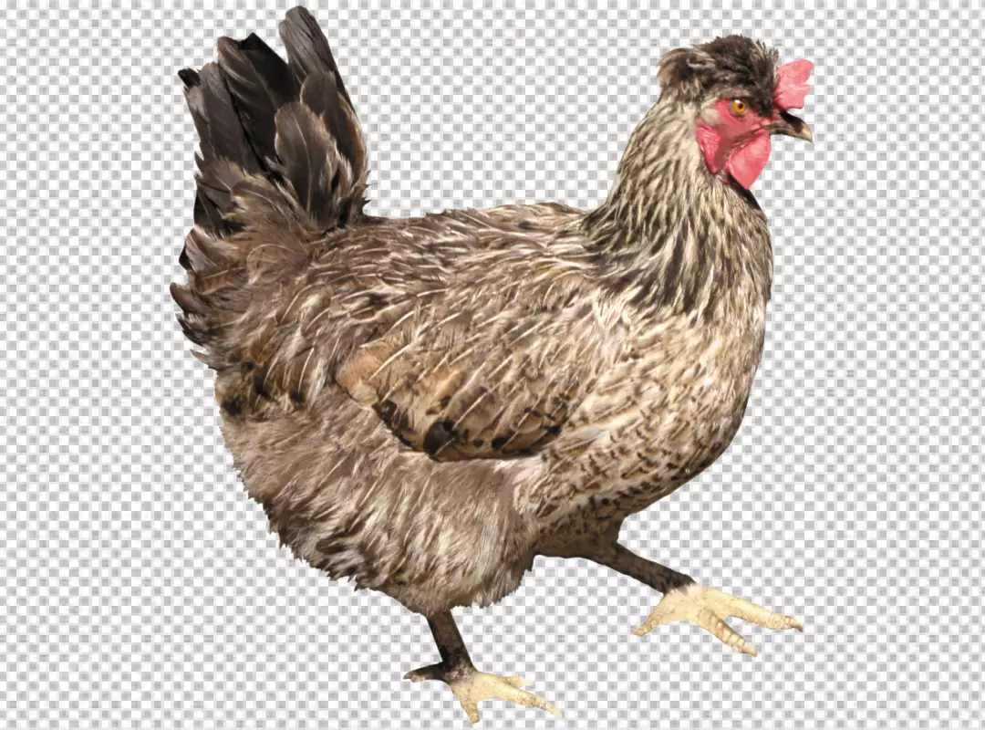 Free Premium PNG A cute rooster standing in nature looking PNG