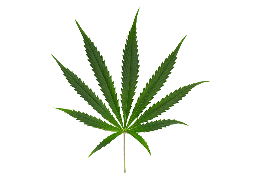 Free Premium PNG Cannabis leaf on png