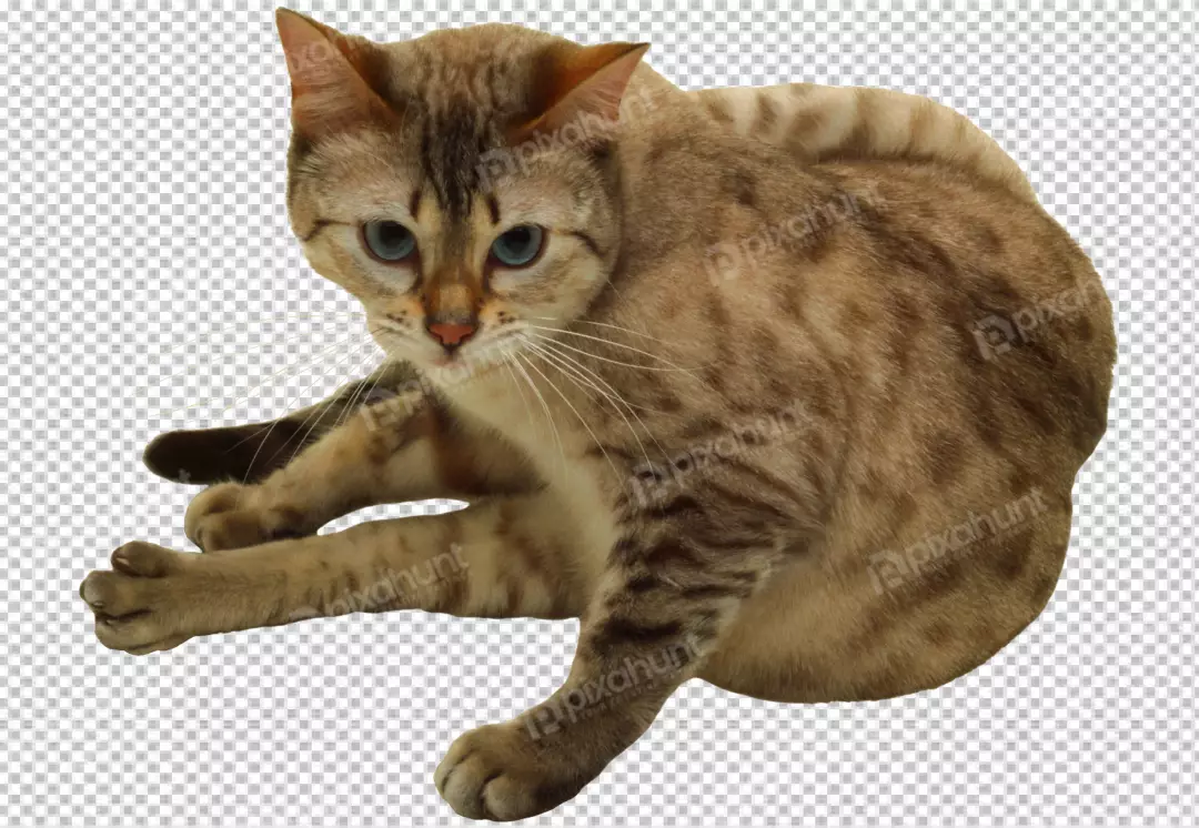 Free Premium PNG Adorable cat