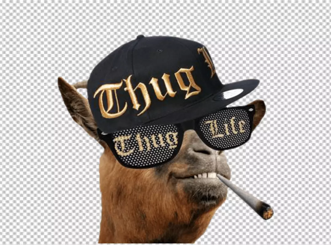 Free Premium PNG Thug Life Llama