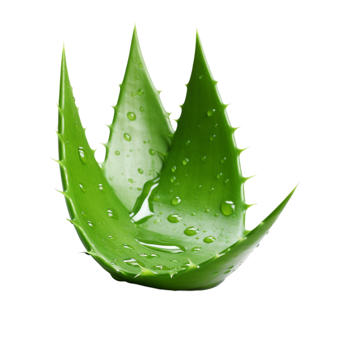 Free Premium PNG Aloe Vera transparent background