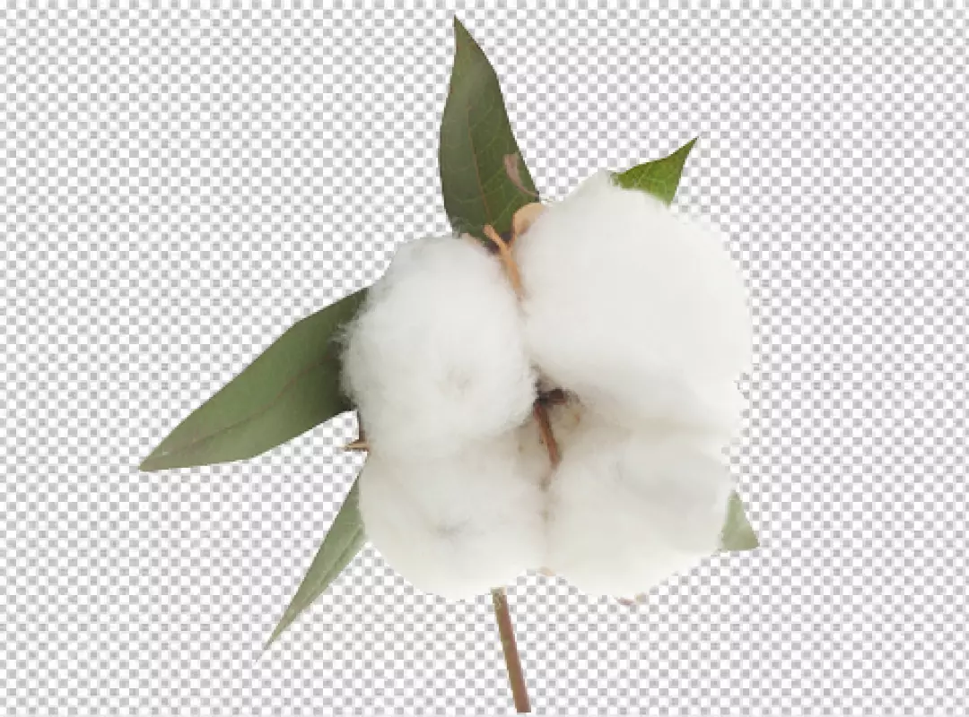 Free Premium PNG cotton plant with buds transparent BG