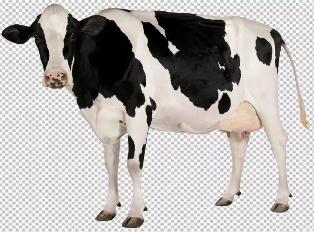 Free Premium PNG Agriculture farm cow