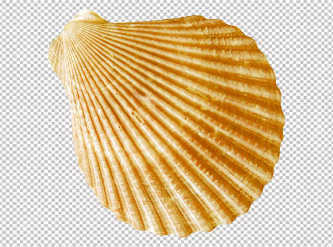 Free Premium PNG Beautiful Shell Isolated 