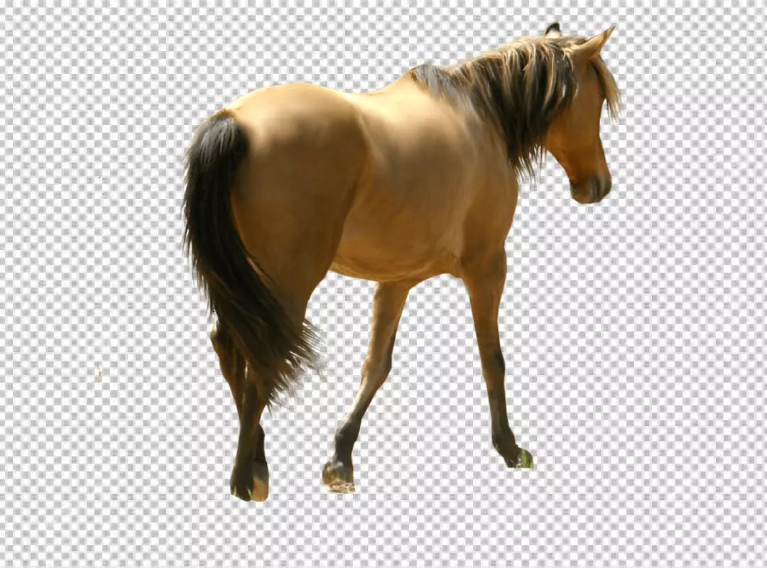 Free Premium PNG Horse is standing with its head turned slightly to the left