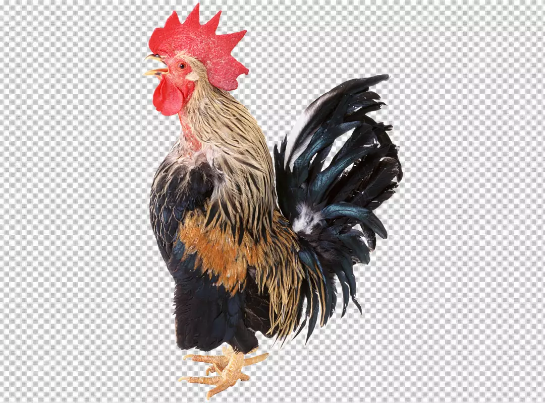 Free Premium PNG Close up on beautiful chicken  PNG