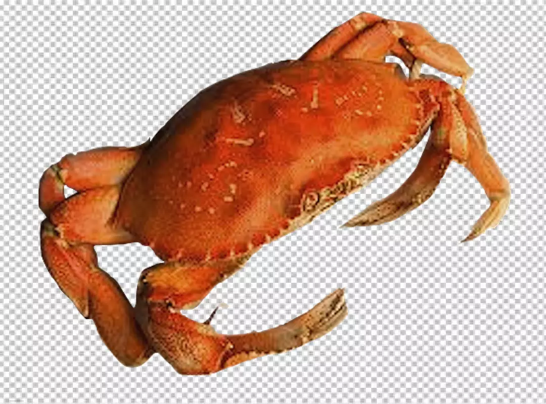 Free Premium PNG crab with orange and brown coloring on transparent background