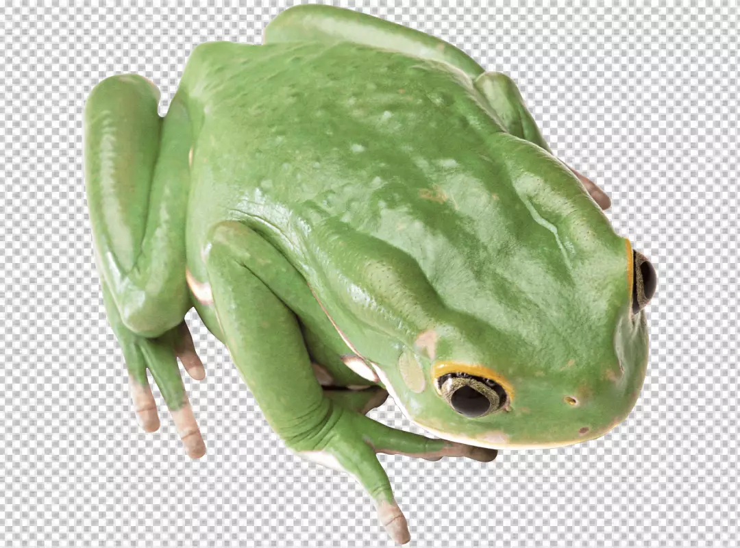 Free Premium PNG frog is facing the camera and its eyes are open and frog's skin is smooth and moist, and it has a long, sticky tongue