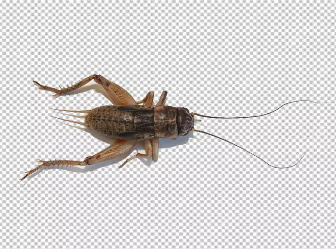 Free Premium PNG The Cricket insect is photographed from a dorsal view