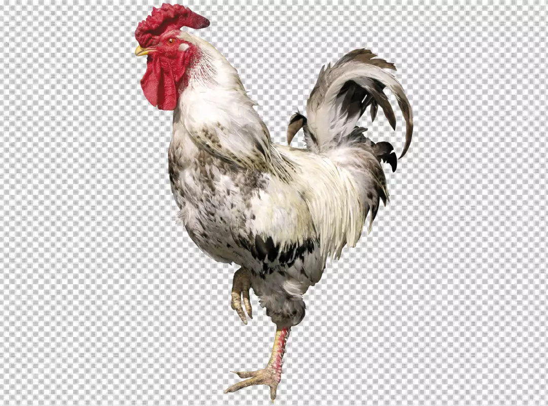 Free Premium PNG Rooster in photorealistic style