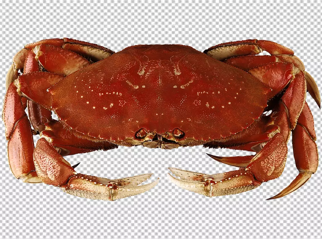 Free Premium PNG Red crab and its on transparent PNG