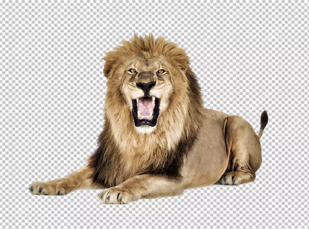 Free Premium PNG Lion roaring also the king of the jungle, and this photo captures his majestic beauty