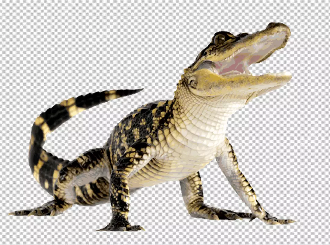 Free Premium PNG Full body crocodile Cut Out Stock Images & Pictures