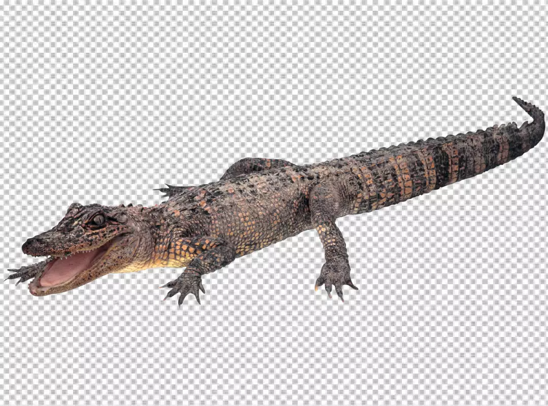 Free Premium PNG Crocodile on white background with clipping path