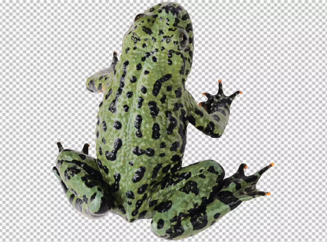 Free Premium PNG Top view of a green frog is sitting is facing away from the viewer.