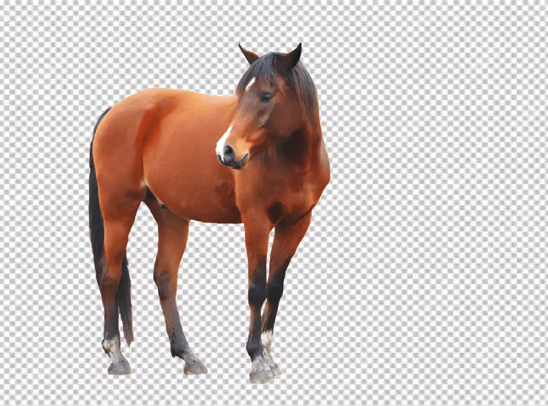 Free Premium PNG A brown horse standing on all four legs, facing the left of the viewer