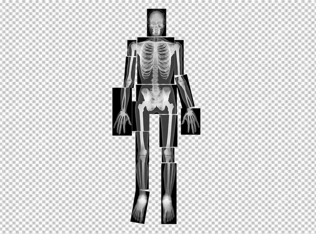 Free Premium PNG Segmented Human Skeleton X-ray or Modular Human Bone Radiograph