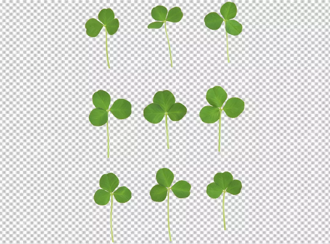 Free Premium PNG Clover transparent background 