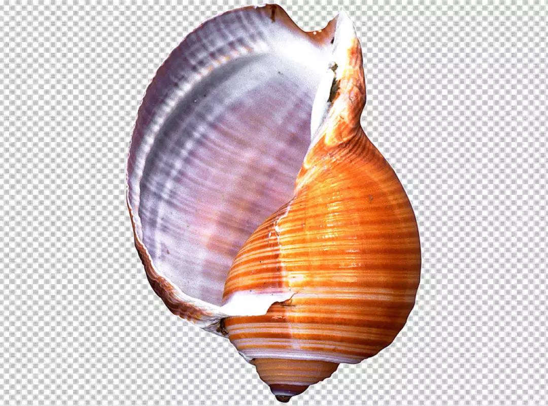 Free Premium PNG Stunning conch shell transparent background PNG