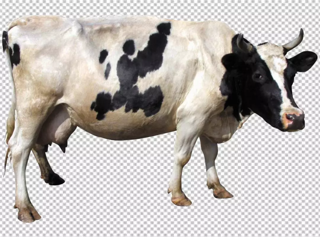 Free Premium PNG Profile of a Cow on png Background