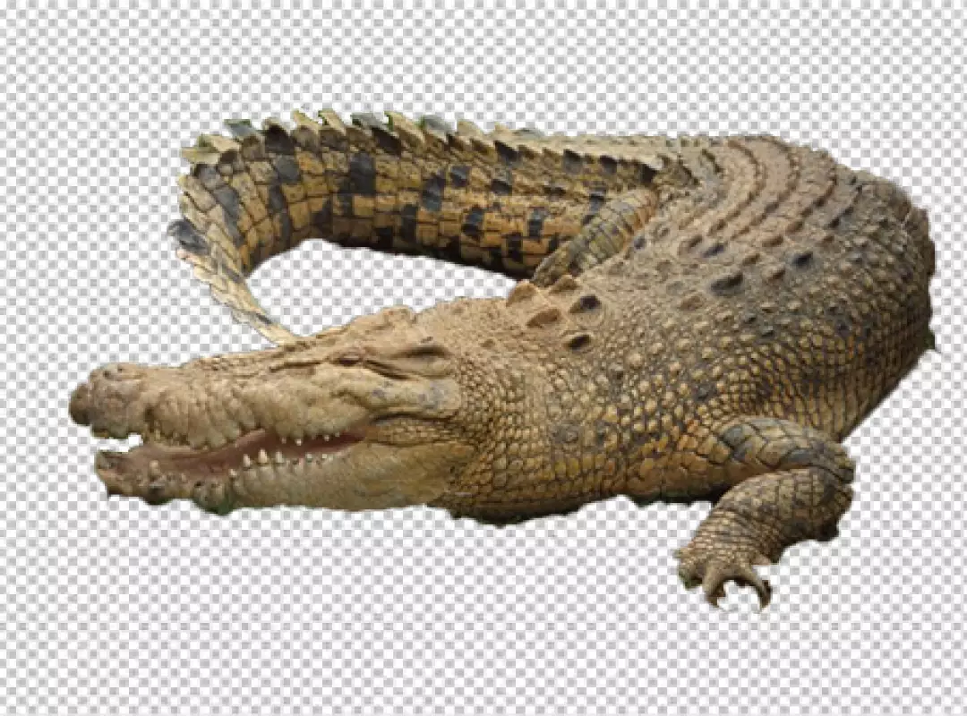 Free Premium PNG Nile Crocodile on transparent background