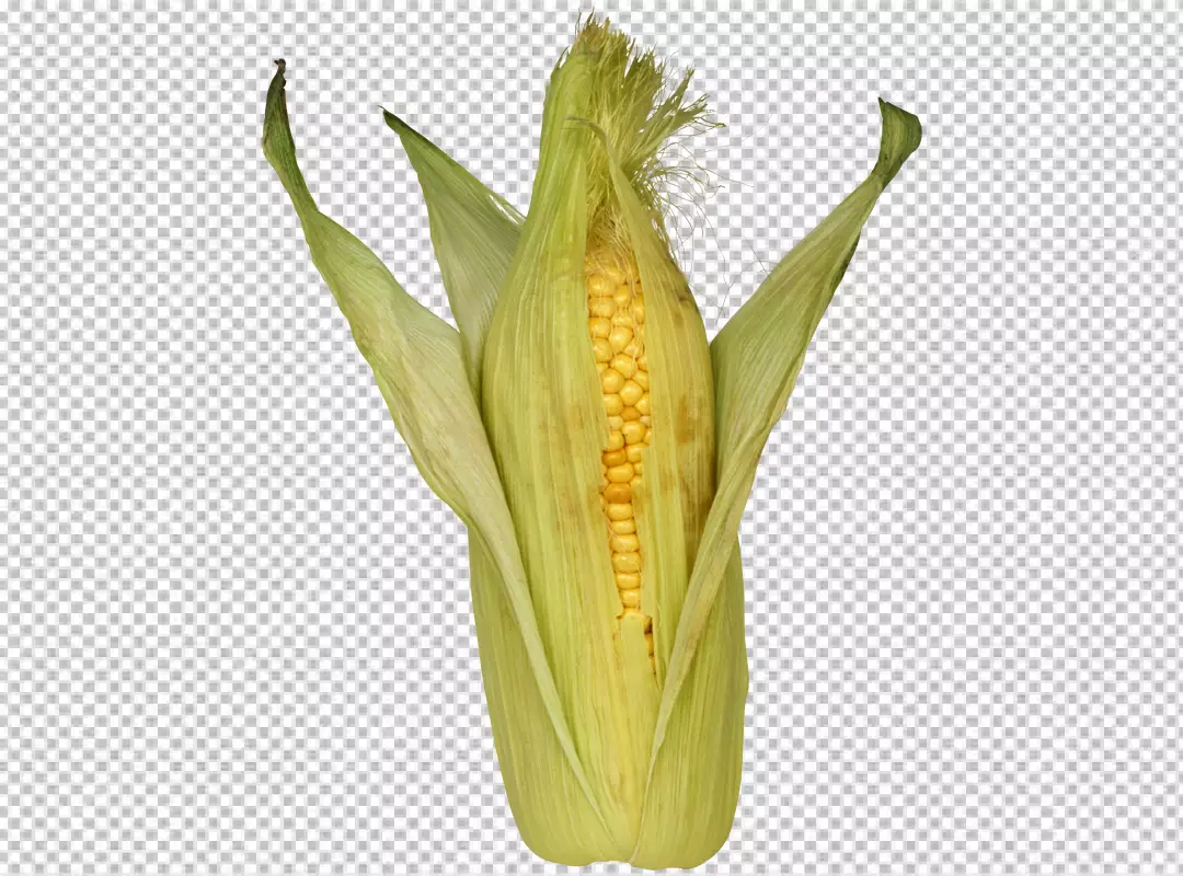 Free Premium PNG Close up on fresh corn ready to eat