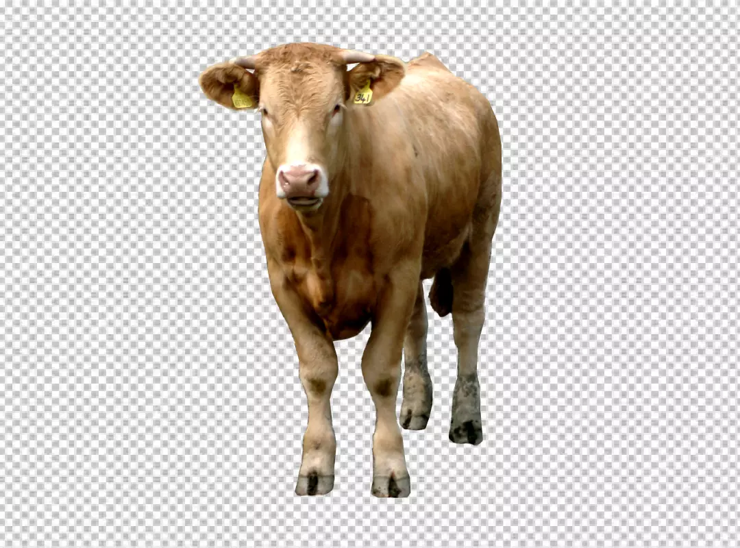 Free Premium PNG white milk cow on transparent background