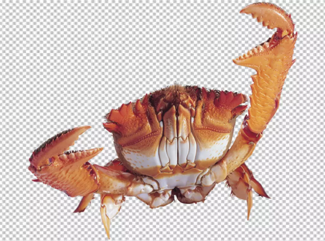 Free Premium PNG crab with orange and brown coloring  transparent