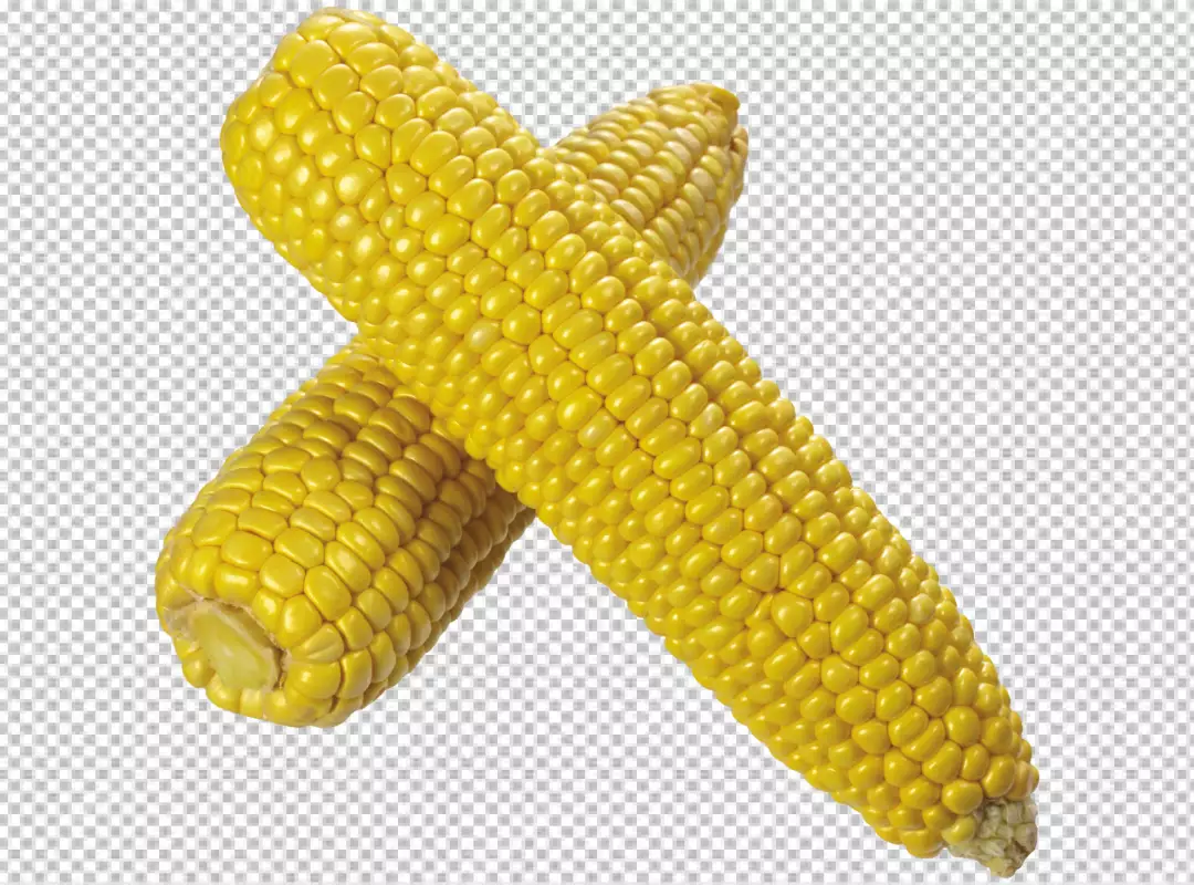 Free Premium PNG Front view fresh yellow corns on PNG background 