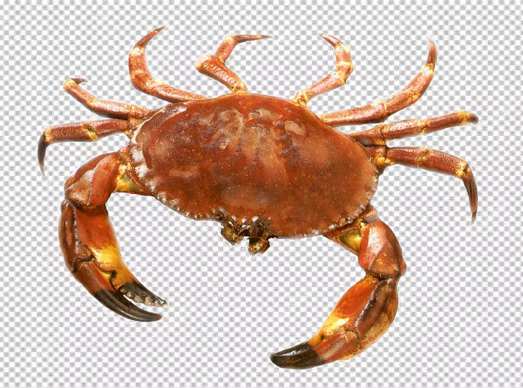 Free Premium PNG Cooked lobster claw