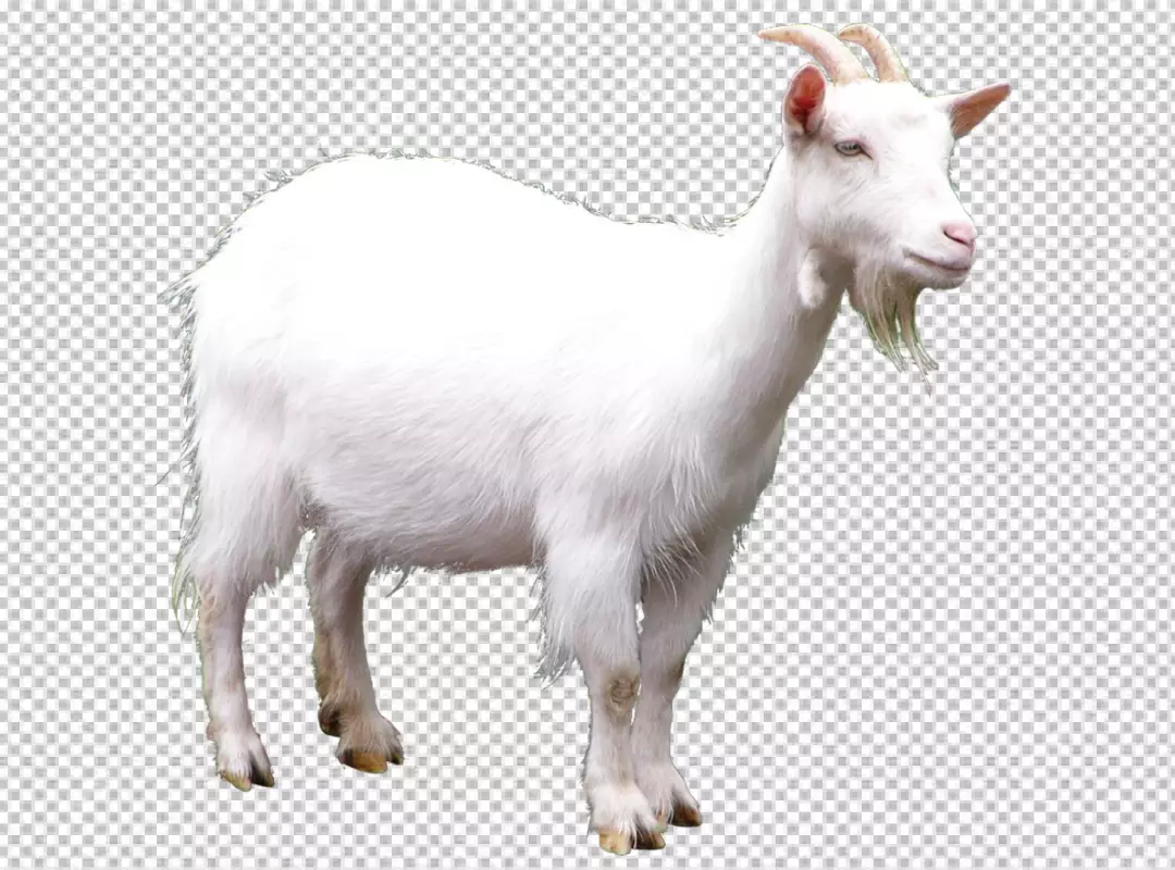 Free Premium PNG The goat is standing at a 45-degree angle to the camera