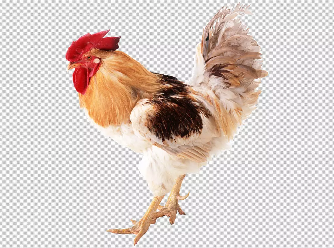 Free Premium PNG Colored rooster transparent background 