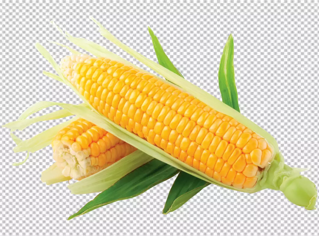 Free Premium PNG A corn on the cob on transparent background PNG