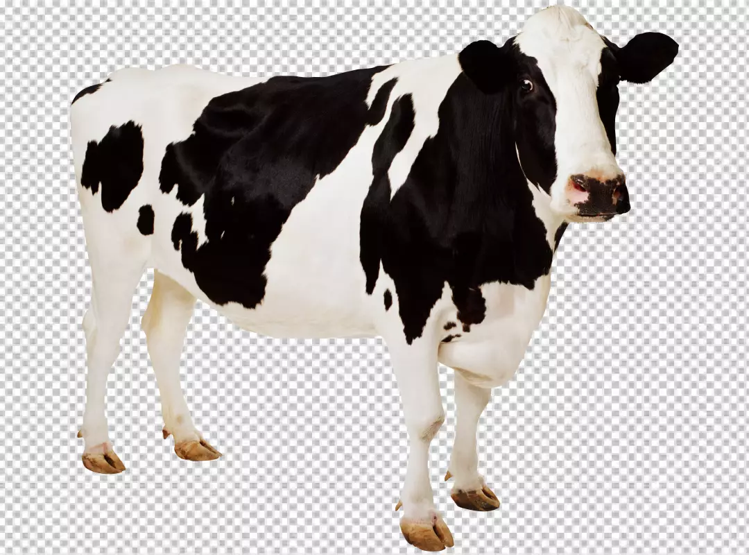 Free Premium PNG Holstein Friesian on transparent background