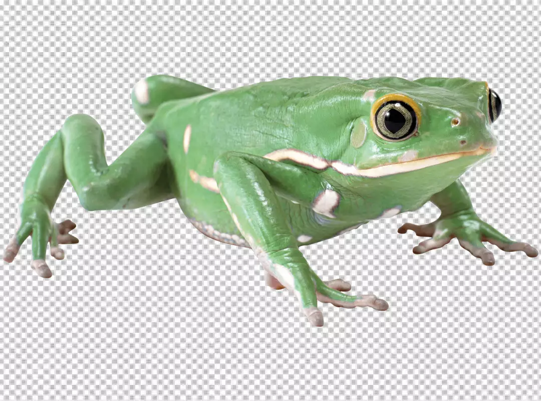 Free Premium PNG It is a green frog aslo frog left site view