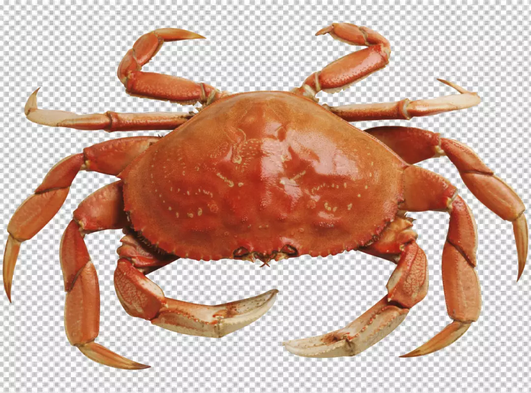 Free Premium PNG A crab with orange and brown coloring on transparent background