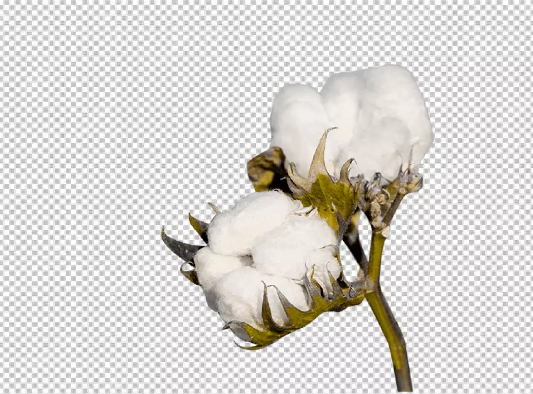 Free Premium PNG Closeup of cotton plant transparent BG