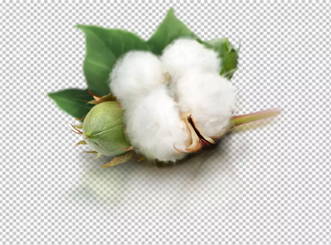 Free Premium PNG Fluffy cotton plant with buds