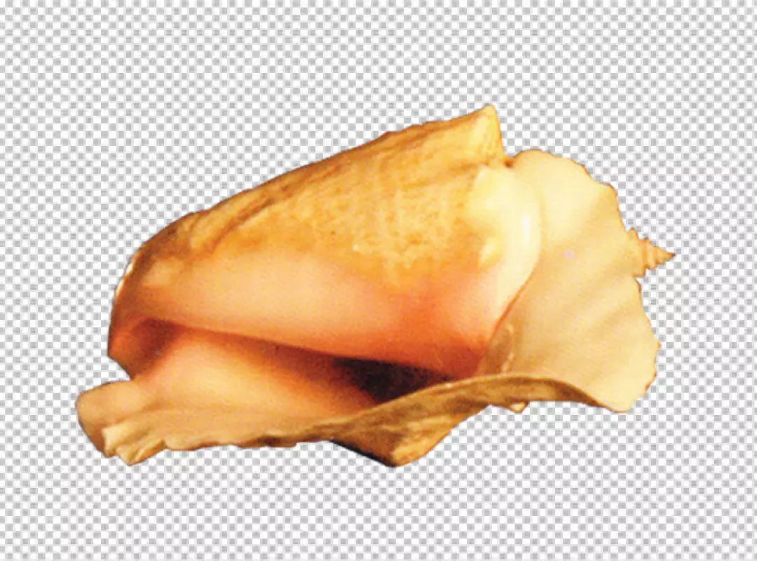 Free Premium PNG Stunning conch shell transparent background 