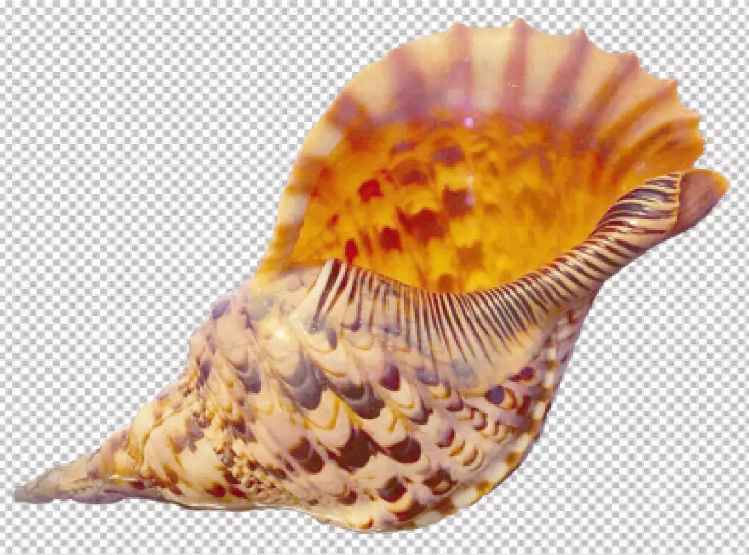 Free Premium PNG Close up of a large group of multi colored seashells on sand generated by artificial 
