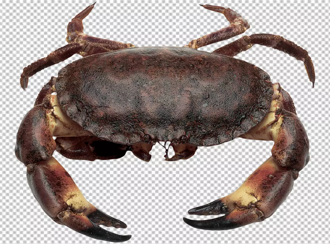 Free Premium PNG Red Sea Crab isolated