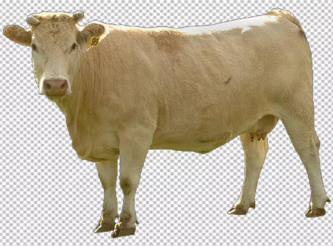 Free Premium PNG Cow transparent background realistic elementon transparent PNG