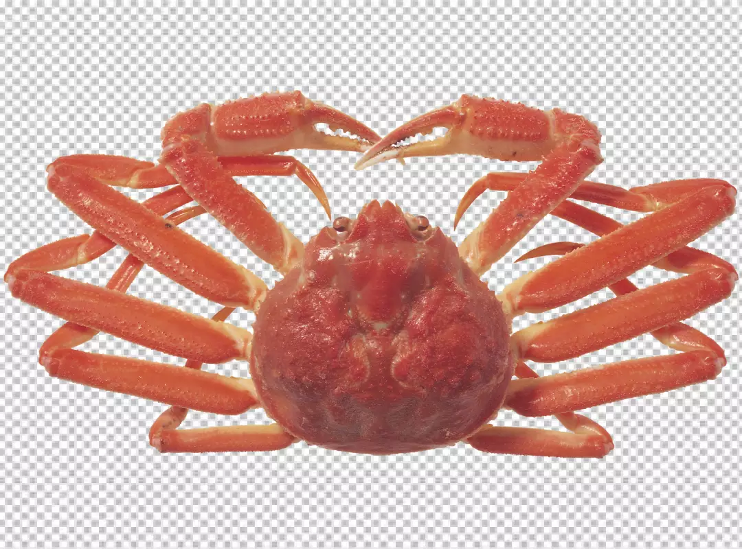 Free Premium PNG Crab transparent background PNG