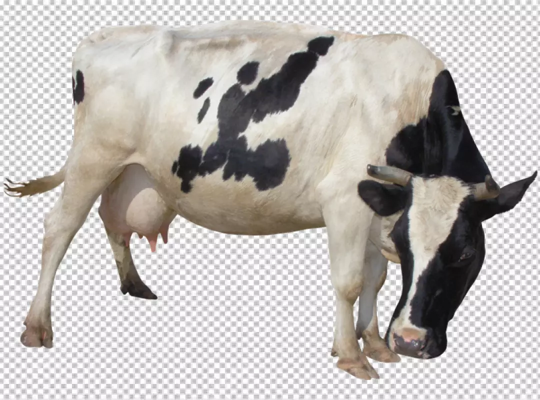 Free Premium PNG Photorealistic view of cows grazing in nature PNG