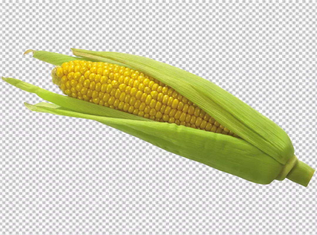 Free Premium PNG op view of corn cobs with corn seeds on PNG